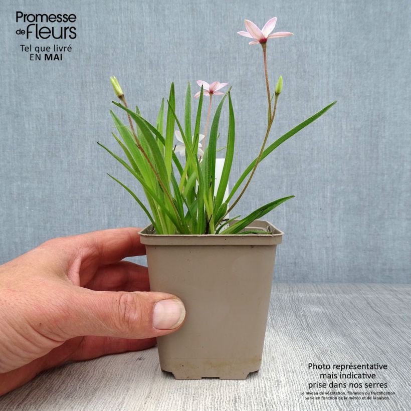 Exemplar von Rhodohypoxis Fairy Kisses - Grasstern Kleine Töpfe von 8/9 cm wie im Frühjahr geliefert