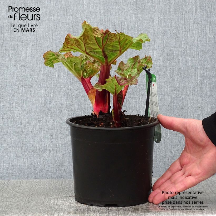 Exemplar von Rhabarber Valentine Topf mit 2L/3L wie im Winter geliefert