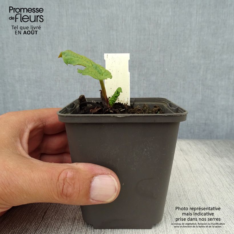 Exemplar von Rheum palmatum var. tanguticum - Handlappiger Rhabarber Kleine Töpfe von 8/9 cm wie im Sommer geliefert