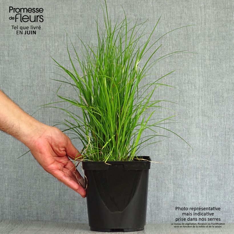 Exemplar von Rhynchospora colorata - Sterntänzer Topf mit 2L/3L wie im Sommer geliefert