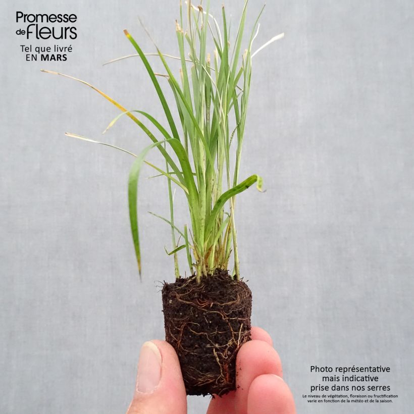 Exemplar von Rhynchospora colorata - Sterntänzer Mini-Plug Ø 3/4 cm wie im Frühjahr geliefert
