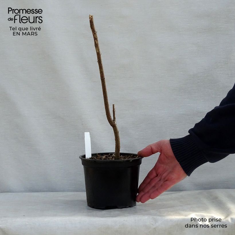 Exemplar von Robinia pseudoacacia - Gewöhnliche Robinie Topf mit 2L/3L wie im Frühjahr geliefert