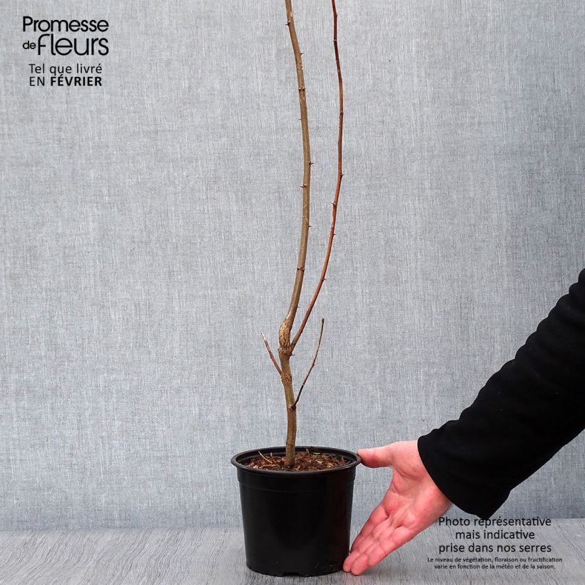 Exemplar von Robinia pseudoacacia - Gewöhnliche Robinie Topf mit 2L/3L wie im Winter geliefert