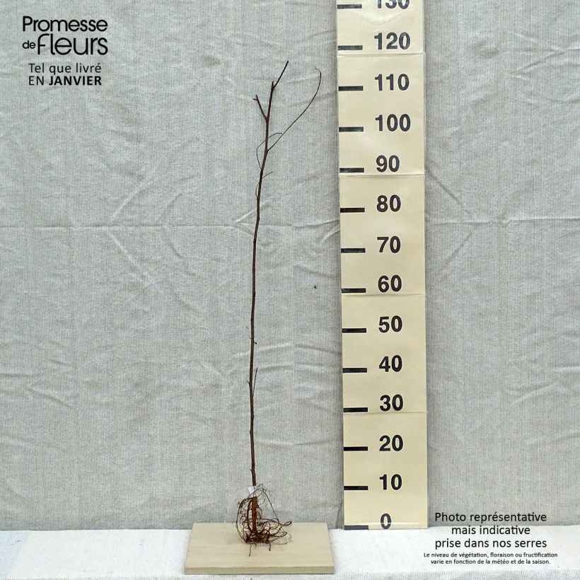 Exemplar von Robinia pseudoacacia - Gewöhnliche Robinie Wurzelnackt wie im Winter geliefert