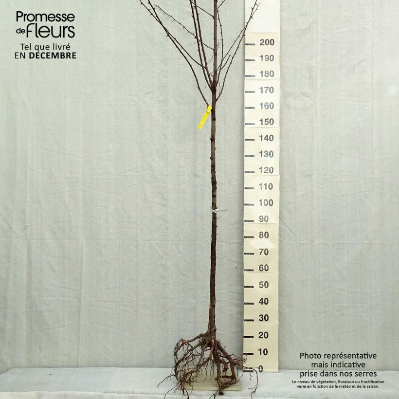 Exemplar von Robinia pseudoacacia - Gewöhnliche Robinie Wurzelnackt wie im Winter geliefert