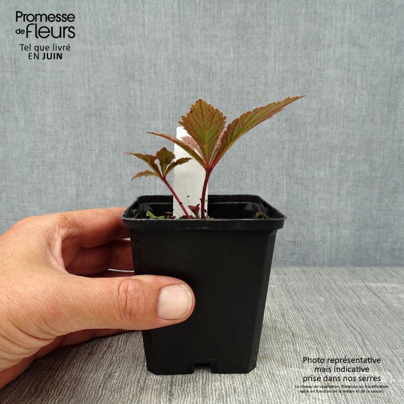 Exemplar von Rodgersia pinnata Chocolate Wings - Schaublatt Kleine Töpfe von 8/9 cm wie im Sommer geliefert