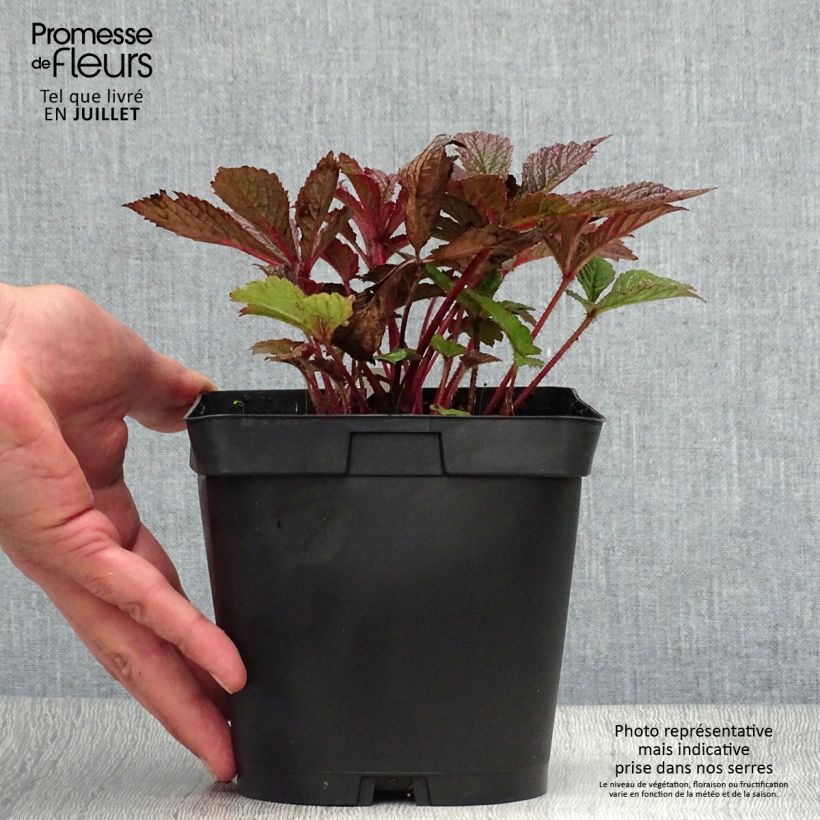 Exemplar von Rodgersia pinnata Chocolate Wings - Schaublatt Topf mit 2L/3L wie im Sommer geliefert