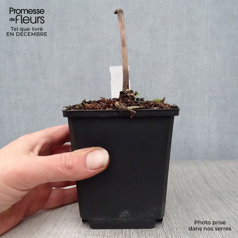 Exemplar von Rodgersia sambucifolia - Schaublatt Kleine Töpfe von 8/9 cm wie im Winter geliefert
