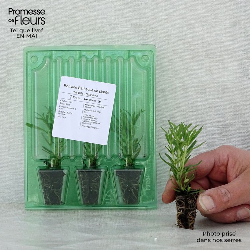 Exemplar von Rosmarin Barbecue - Rosmarinus officinalis Mini-Plug Ø 3/4 cm wie im Frühjahr geliefert