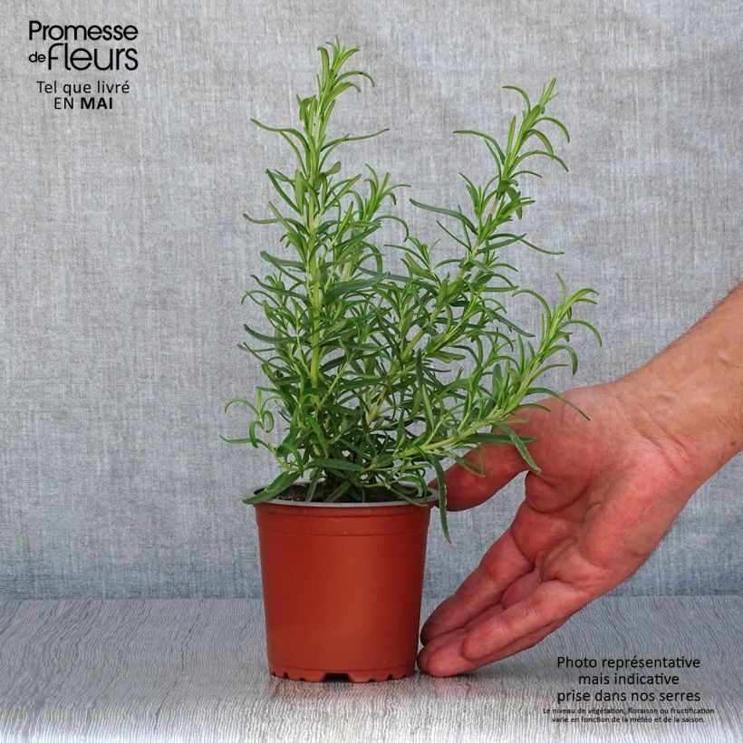 Exemplar von Rosmarin Barbecue - Rosmarinus officinalis Kleine Töpfe von 8/9 cm wie im Frühjahr geliefert