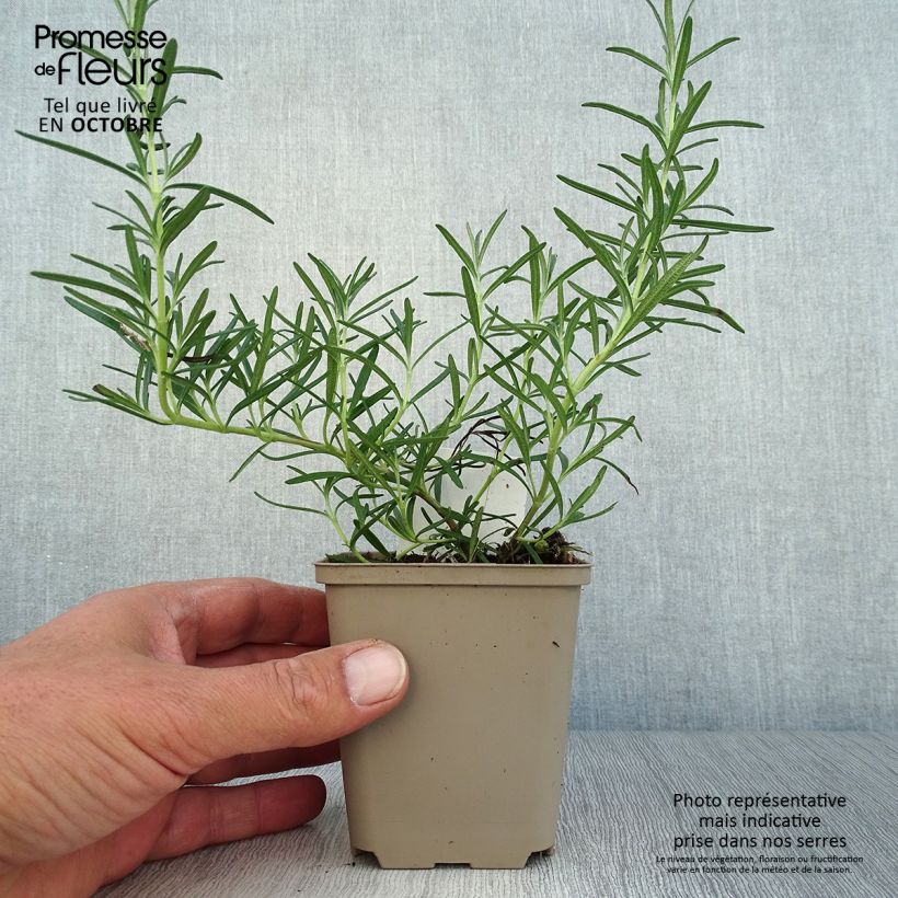 Exemplar von Rosmarin Albiflorus - Rosmarinus officinalis Kleine Töpfe von 8/9 cm wie im Herbst geliefert
