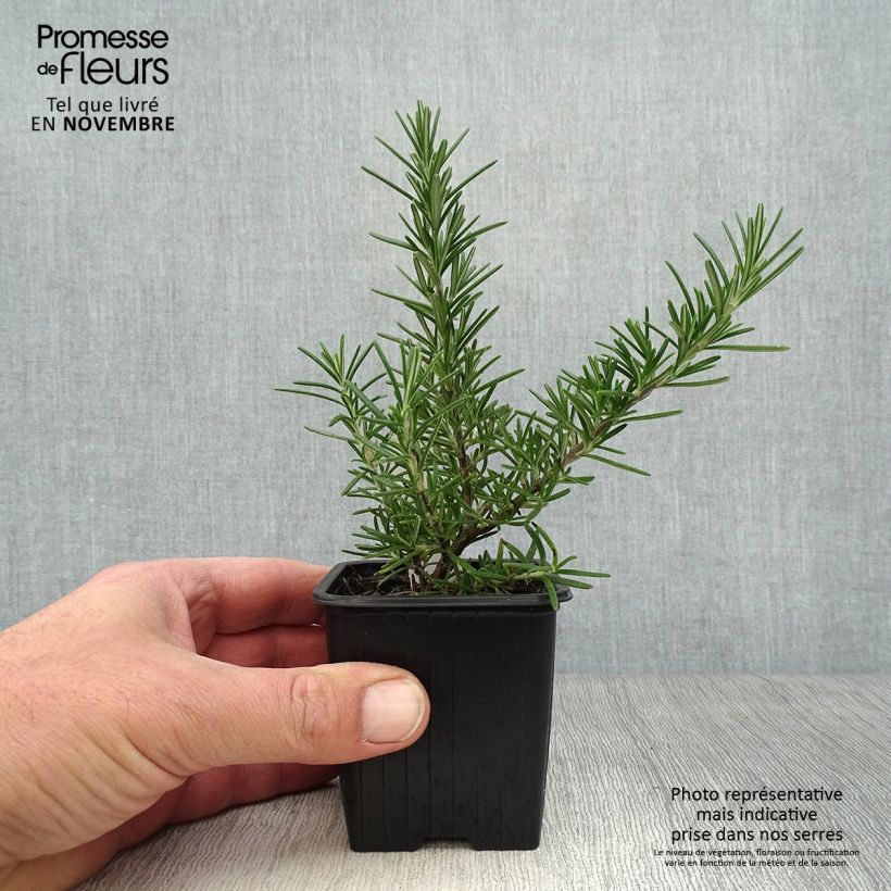 Exemplar von Rosmarin Pointe du Raz - Rosmarinus officinalis Kleine Töpfe von 8/9 cm wie im Herbst geliefert