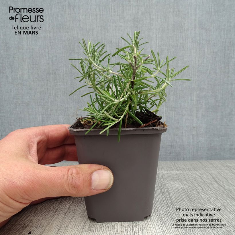 Exemplar von Rosmarin Pointe du Raz - Rosmarinus officinalis Kleine Töpfe von 8/9 cm wie im Frühjahr geliefert
