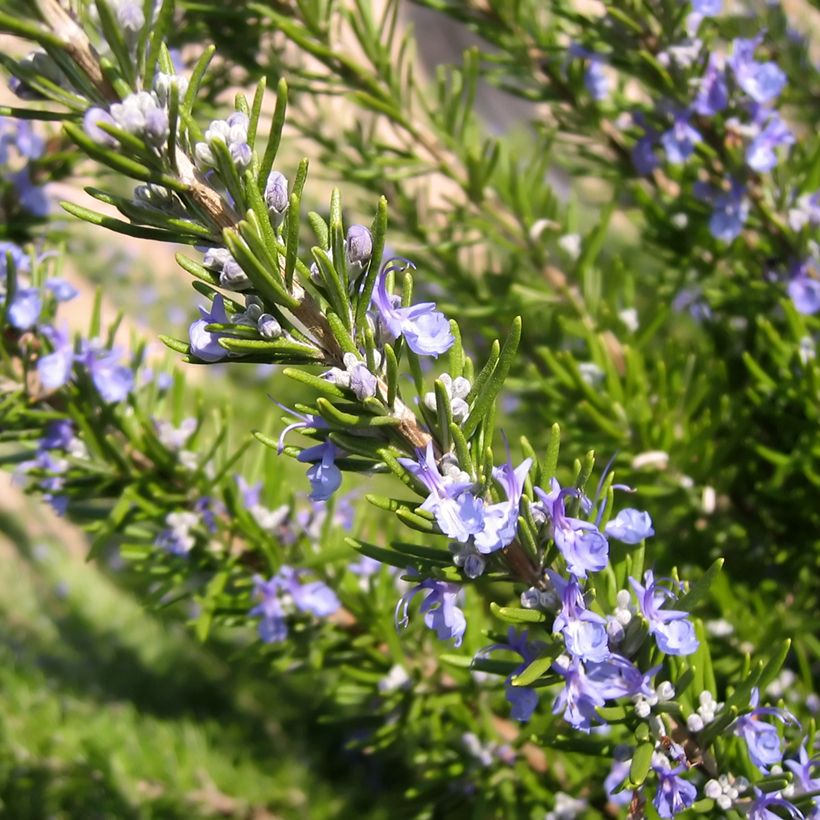 Rosmarin BIO (Samen) - Rosmarinus officinalis (Blüte)