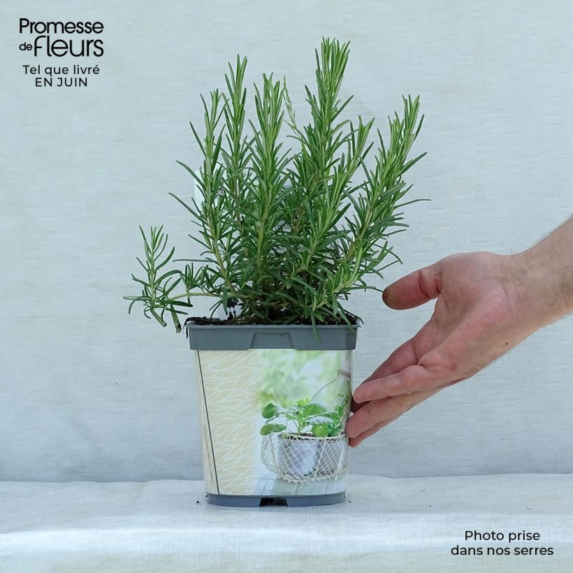 Exemplar von Rosmarin - Rosmarinus officinalis Pflanzen Topf mit 1L/1,5L wie im Sommer geliefert