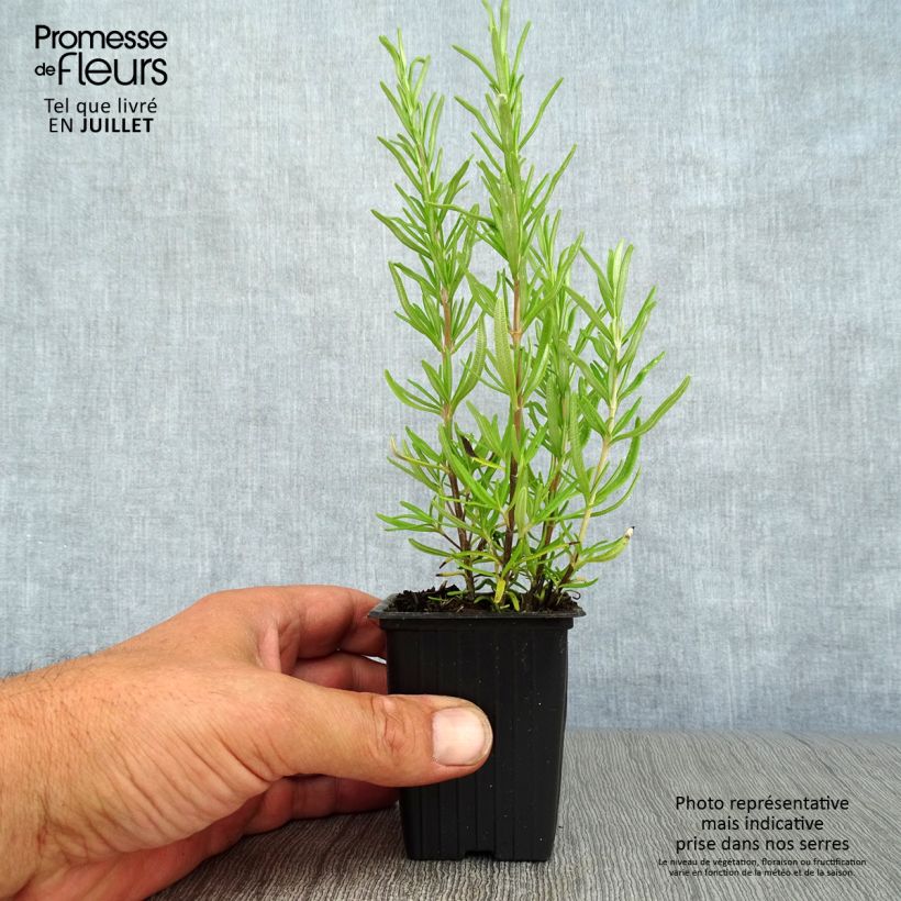 Exemplar von Rosmarin - Rosmarinus officinalis Kleine Töpfe von 7/8 cm wie im Sommer geliefert
