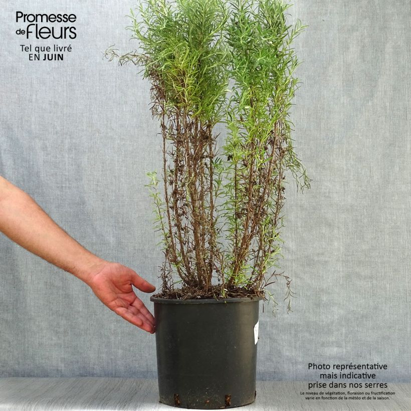 Exemplar von Rosmarin - Rosmarinus officinalis Topf mit 7,5L/10L wie im Sommer geliefert