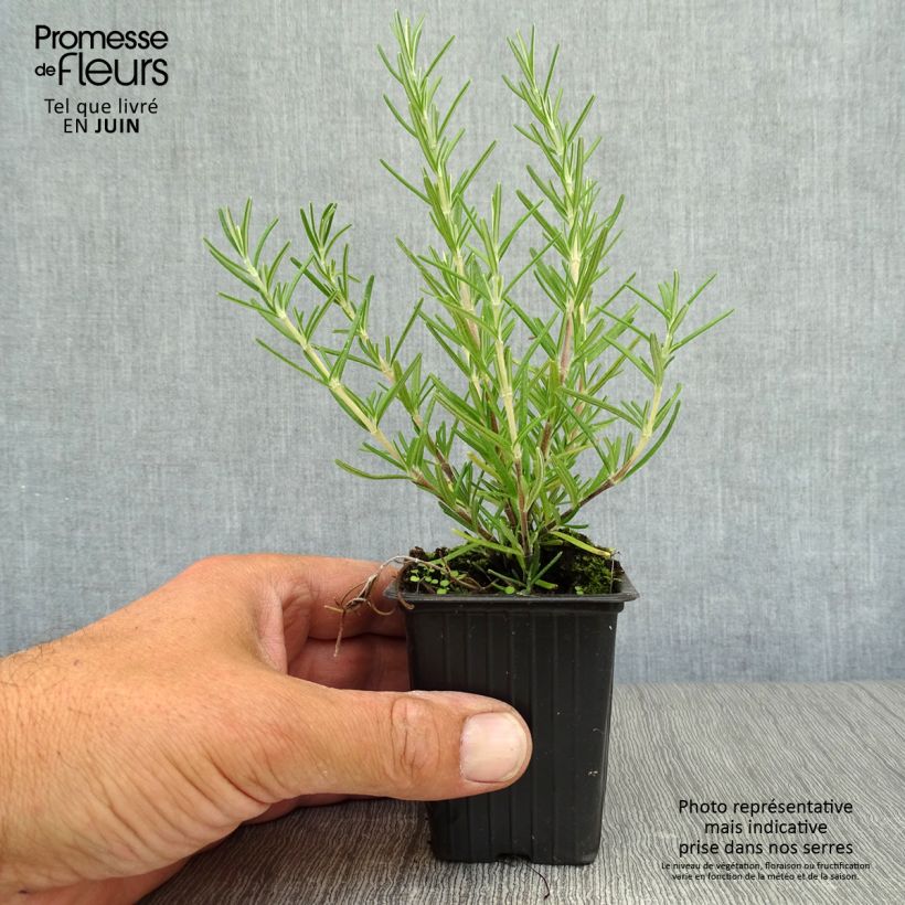 Exemplar von Rosmarin Prostratus - Rosmarinus officinalis Kleine Töpfe von 7/8 cm wie im Sommer geliefert