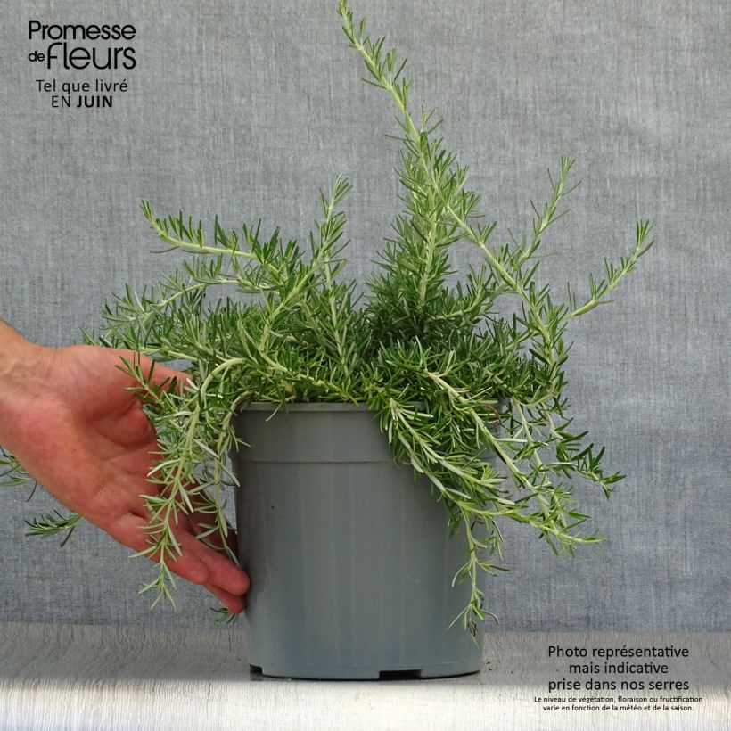 Exemplar von Rosmarin Prostratus - Rosmarinus officinalis Topf mit 2L/3L wie im Sommer geliefert