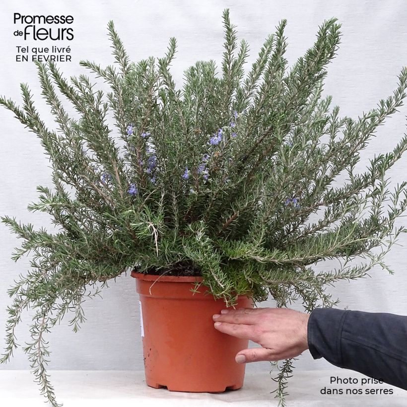Exemplar von Rosmarin Prostratus - Rosmarinus officinalis Topf mit 7,5L/10L wie im Winter geliefert
