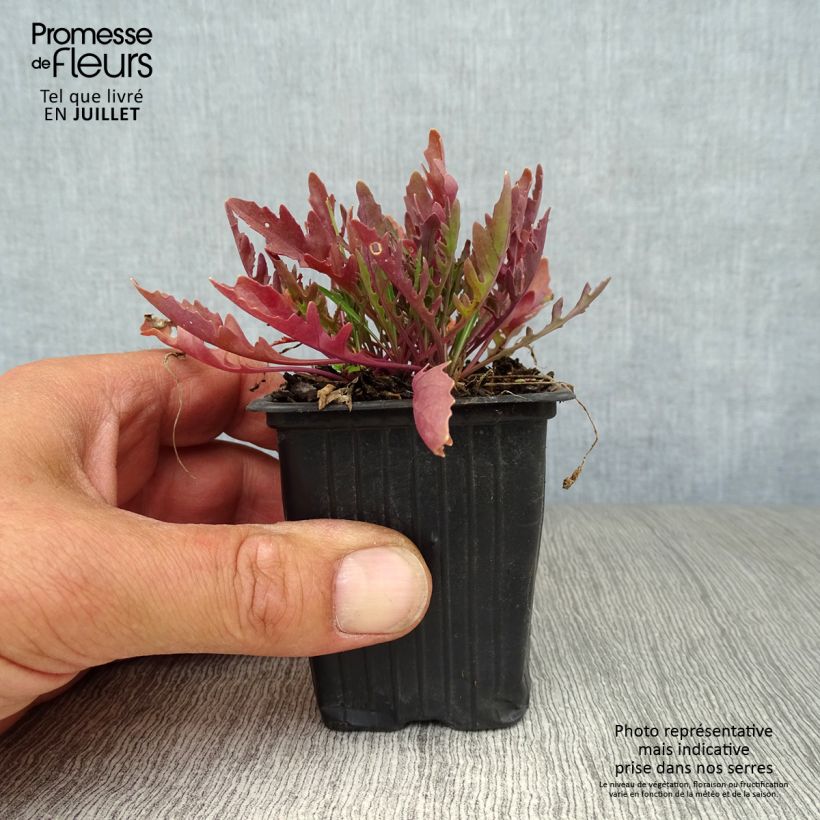Exemplar von Raukenähnlicher Doppelsame Bio - Diplotaxis erucoides Kleine Töpfe von 8/9 cm wie im Sommer geliefert