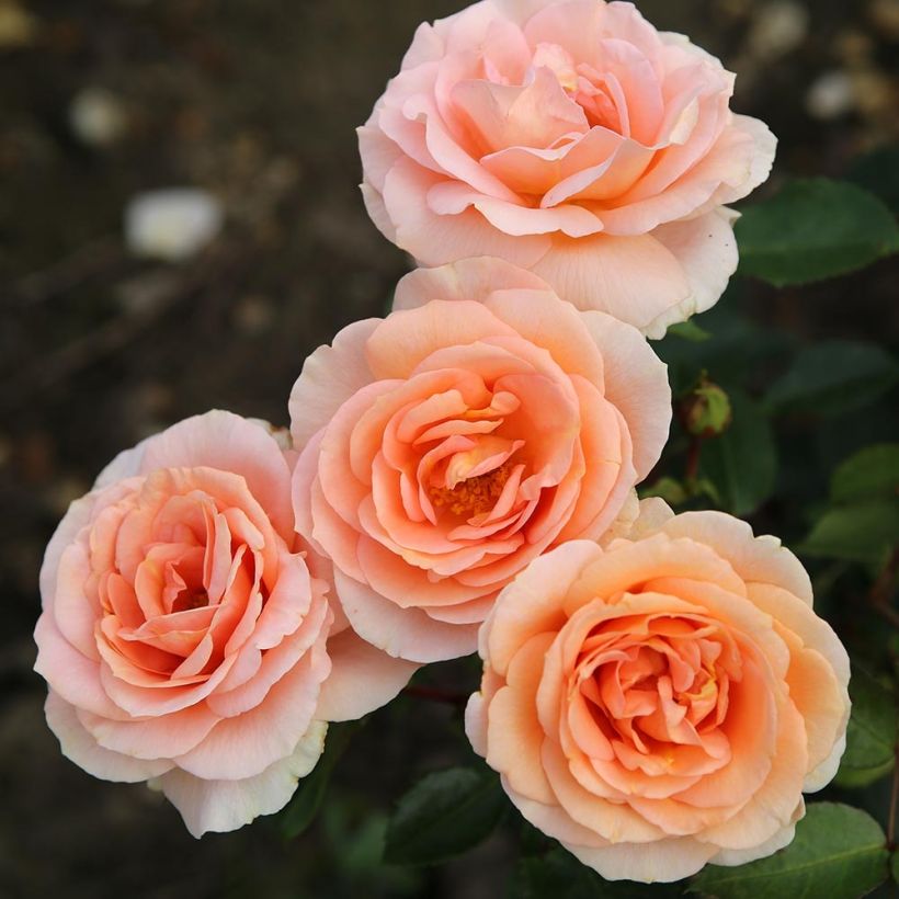 Rosa PATIO ROSE Impala - Beetrose (Blüte)