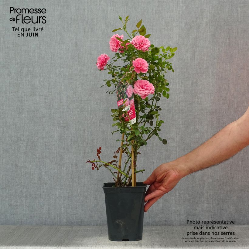 Exemplar von Rosa Starlet Rose Eva - Kletterrose Topf mit 4L/5L wie im Sommer geliefert