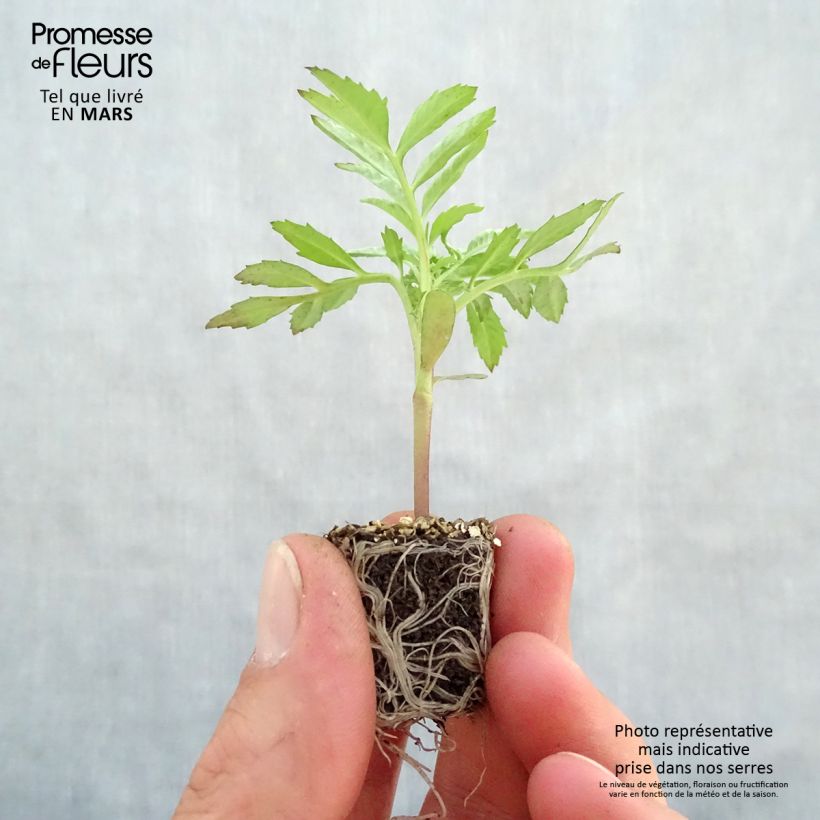 Exemplar von Aufrechte Studentenblume F1 Vanilla - Tagetes Mini-Plug Ø 3/4 cm wie im Frühjahr geliefert