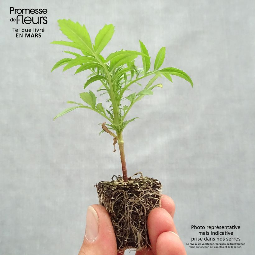 Exemplar von Aufrechte Studentenblume F1 Vanilla - Tagetes Jardi-Plug: Wurzelballen 3,8 cm x 3,2 cm in Anzuchtplatte à 15 Stück. wie im Frühjahr geliefert