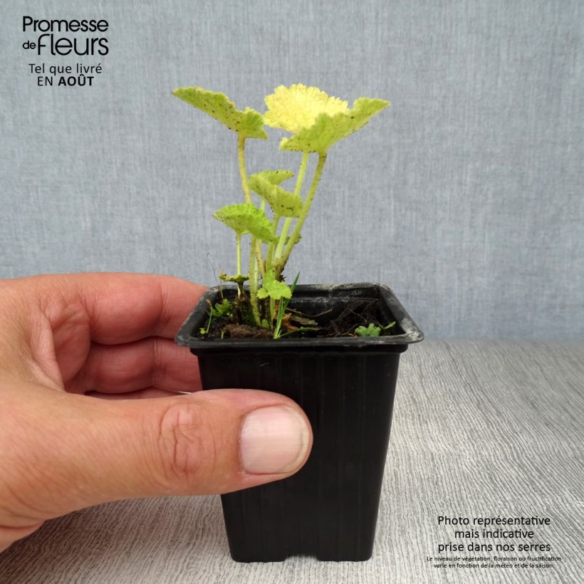 Exemplar von Alcea rosea Chater's Double White - Gewöhnliche Stockrose Kleine Töpfe von 7/8 cm wie im Sommer geliefert
