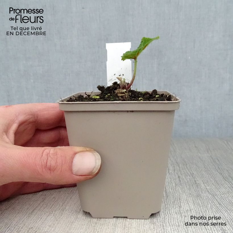 Exemplar von Alcea rosea Mars Magic - Gewöhnliche Stockrose Kleine Töpfe von 8/9 cm wie im Winter geliefert