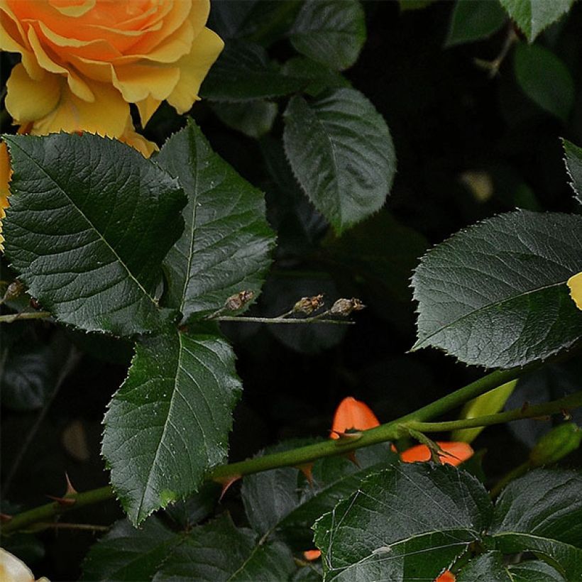 Rosa Amber Queen - Beetrose (Laub)
