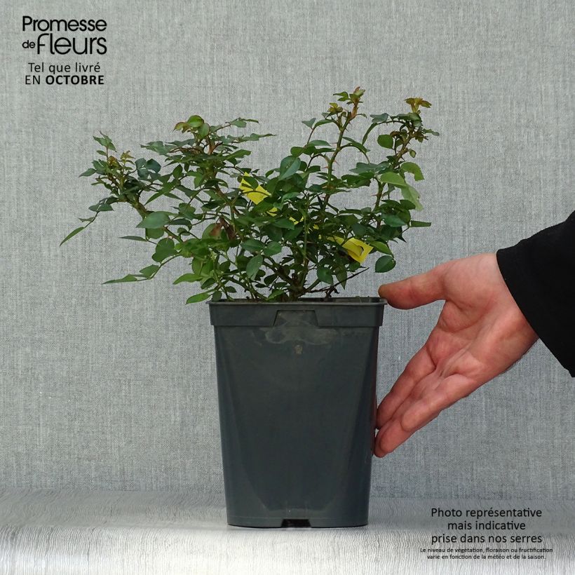 Exemplar von Rosa polyantha Bees Paradise Gelb - Polyantha-Rose Topf mit 3L/4L wie im Herbst geliefert