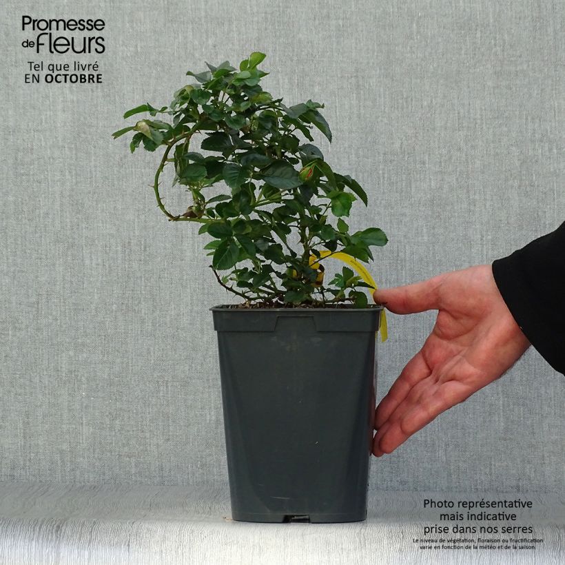 Exemplar von Rosa polyantha Bees Paradise Mango - Polyantha-Rose Topf mit 3L/4L wie im Herbst geliefert