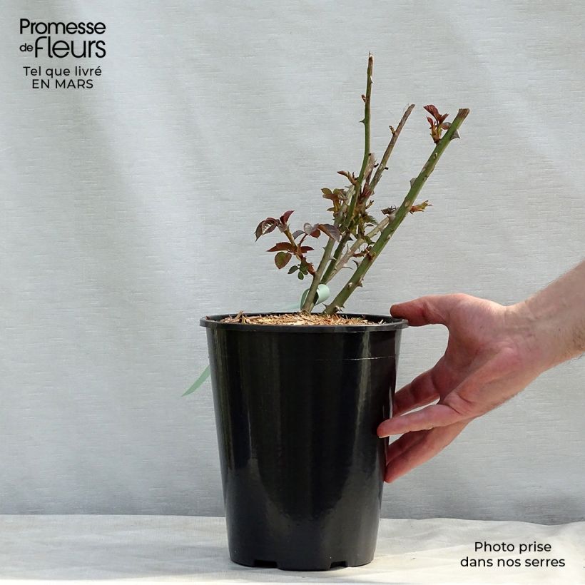 Exemplar von Rosa Abraham Darby - Englische Rose Topf mit 4L/5L wie im Winter geliefert