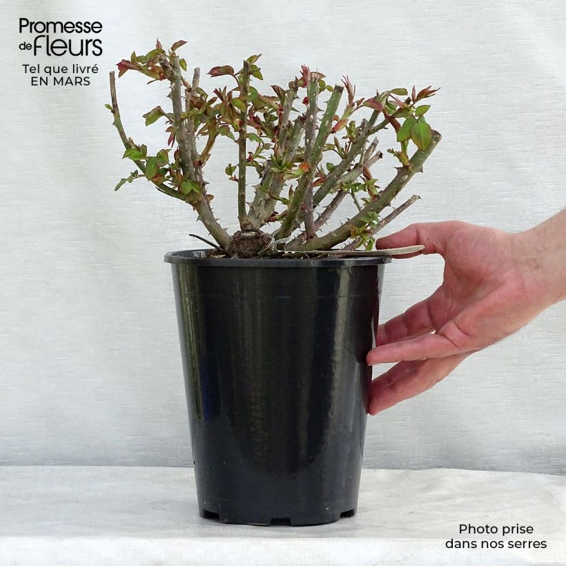 Exemplar von Rosa Benjamin Britten - Englische Rose Topf mit 4L/5L wie im Winter geliefert