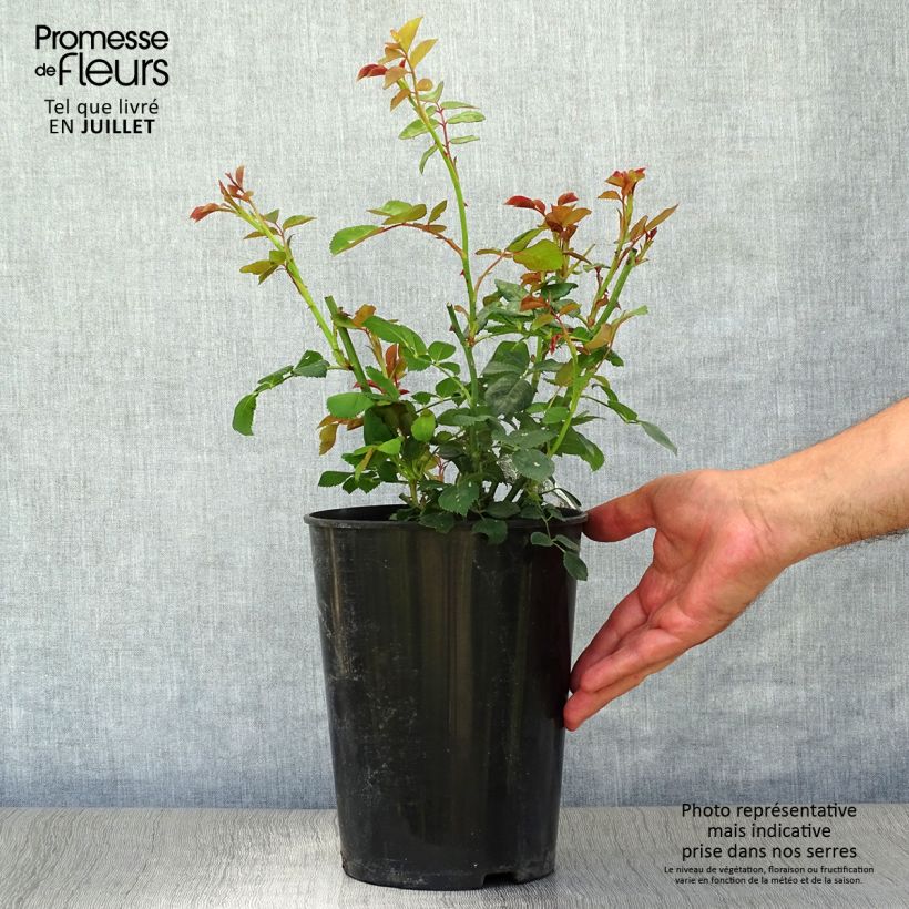 Exemplar von Rosa Charles Darwin - Englische Rose Topf mit 4L/5L wie im Sommer geliefert