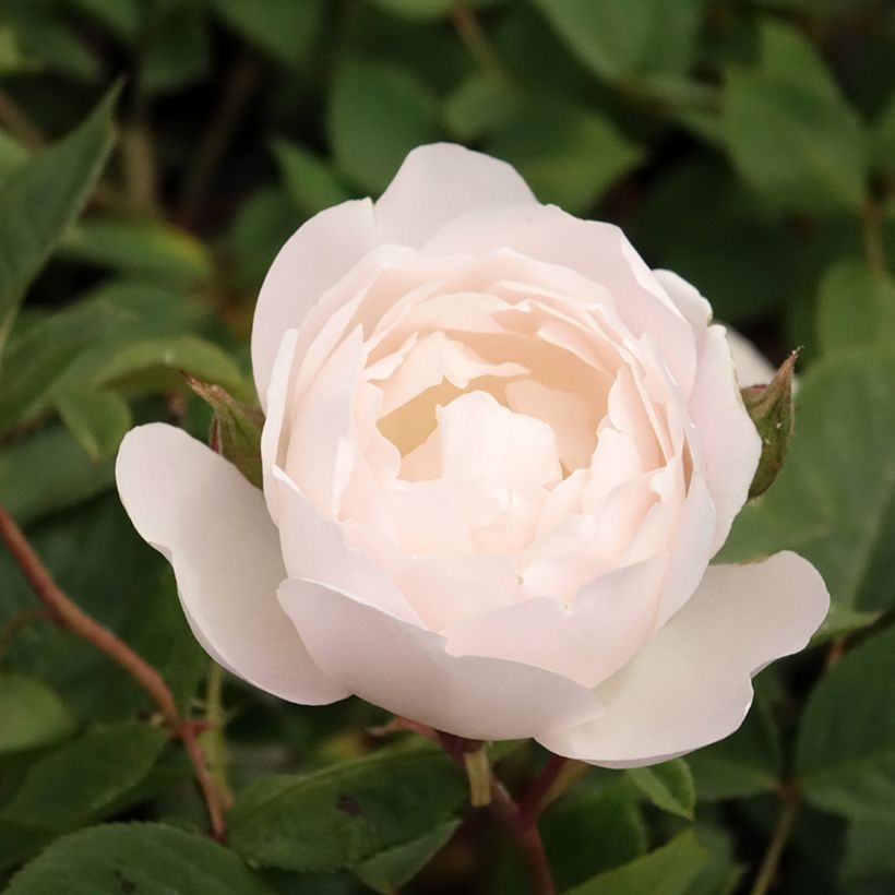 Rosa Desdemona - Englische Rose (Blüte)
