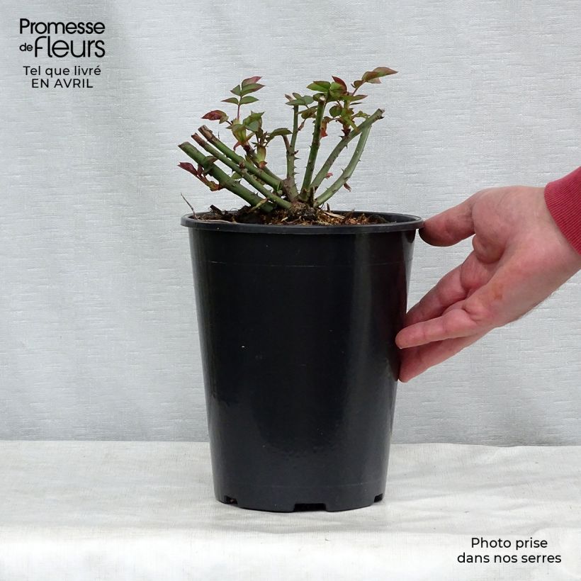 Exemplar von Rosa Gentle Hermione - Englische Rose Topf mit 4L/5L wie im Frühjahr geliefert