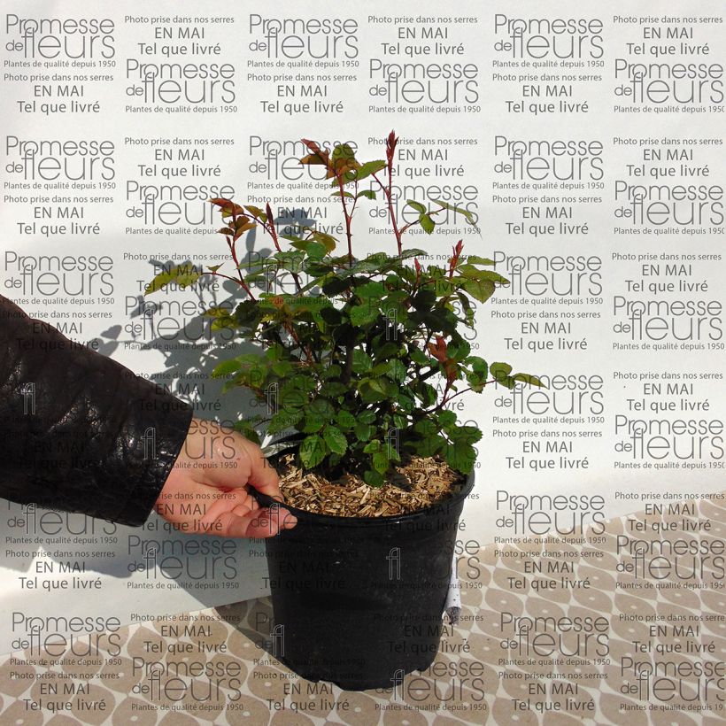 Beispiel eines Exemplars von Rosa Grace - Englische Rose Topf mit 4L/5L wie geliefert