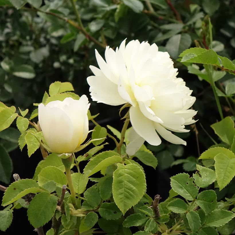 Rosa Imogen - Englische Rose (Blüte)
