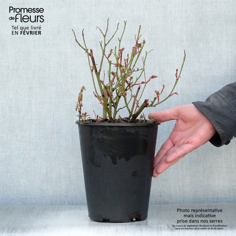 Exemplar von Rosa Kew Gardens - Englische Rose Topf mit 3L/4L wie im Winter geliefert