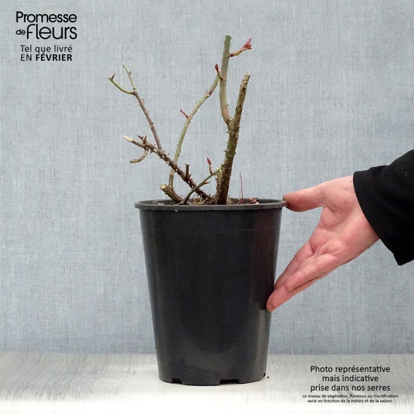 Exemplar von Rosa LD Braithwaite - Englische Rose Topf mit 4L/5L wie im Winter geliefert