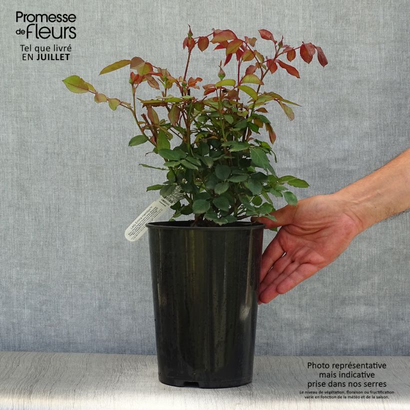Exemplar von Rosa Lady Emma Hamilton - Englische Rose Topf mit 4L/5L wie im Sommer geliefert