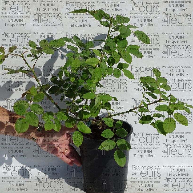 Beispiel eines Exemplars von Rosa Morning Mist - Englische Rose Topf mit 4L/5L wie geliefert