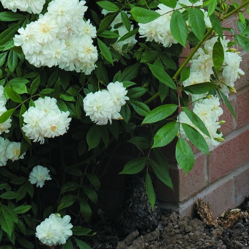 Rosa Snow Goose - Rambler-Rose (Laub)