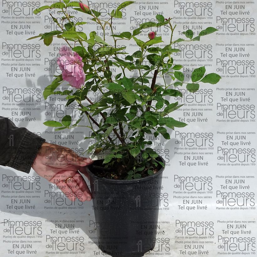 Beispiel eines Exemplars von Rosa The Lady's Blush - Englische Rose Topf mit 4L/5L wie geliefert