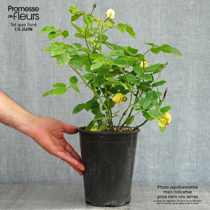 Exemplar von Rosa Tranquillity - Moschus-Rose Topf mit 4L/5L wie im Frühjahr geliefert