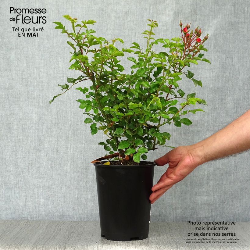 Exemplar von Rosa Calizia - Bodendecker-Rose Topf mit 4L/5L wie im Frühjahr geliefert