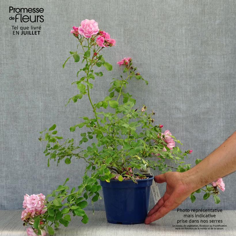 Exemplar von Rosa Mareva - Bodendecker-Rose Topf mit 2L/3L wie im Sommer geliefert